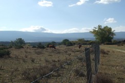 DSCF8981